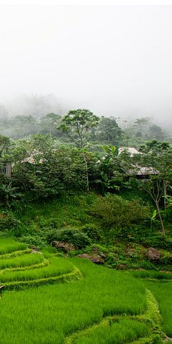 Mountain village with rice fields in Pu Luong (part 3 triptych) by Ellis Peeters