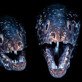 Triptych of a spotted moray eel by René Weterings