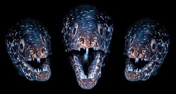 Drieluik van een gevlekte murene