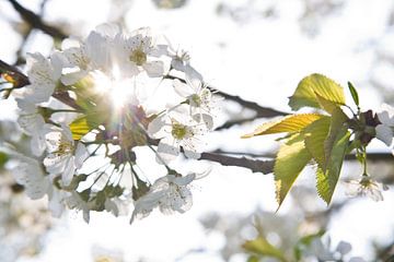 Bloesem en zon. von Rens Kromhout