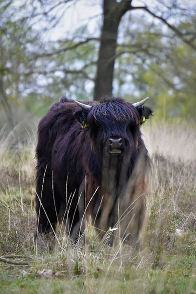 Calf Scottish Highlander by Anouk Poelstra