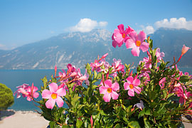 dipladenia creeper plant with pink blossoms. blurry Gardasee lan von SusaZoom