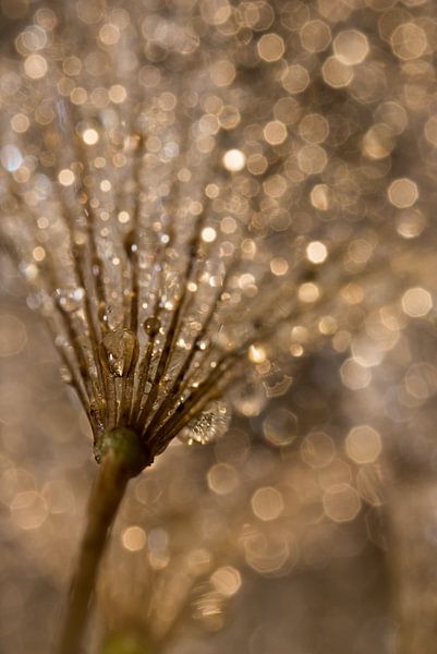 Drops fade into the golden ceiling by Marjolijn van den Berg
