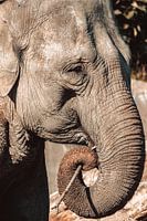 Gezicht van een olifant