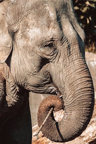 Gezicht van een olifant