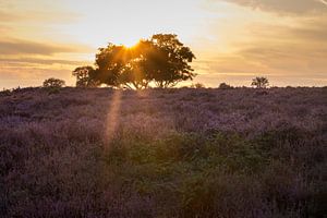 Hoorneboegse Heide - 2