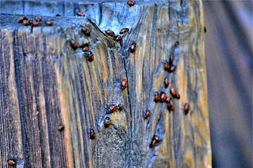 Close-up ladybirds by Lisanne Rodenburg