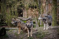 Drie wolven