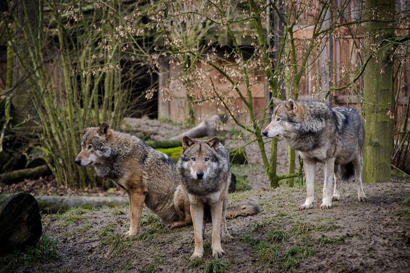 Drie wolven by Abi Waren