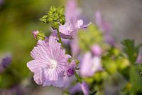 Mallow