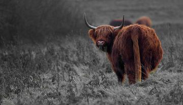 Schotse hooglander op grijze achtergrond by Sven Zoeteman