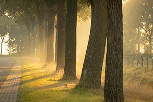 Mooi licht tussen de bomen van KB Design & Photography (Karen Brouwer)