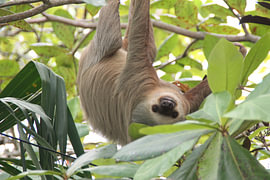 Sloth by Jasper