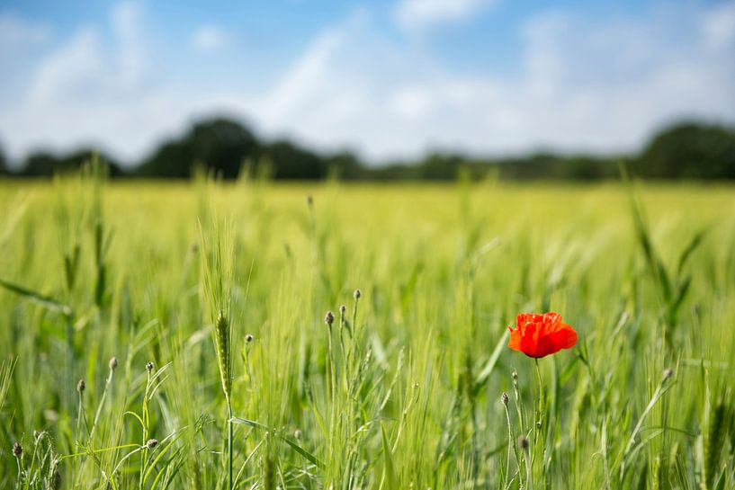 Le pavot dans un champ de maïs néerlandais dans le Brabant par Ron van der Stappen