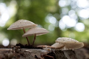 Champignon de porcelaine sur la Veluwe sur Esther Wagensveld