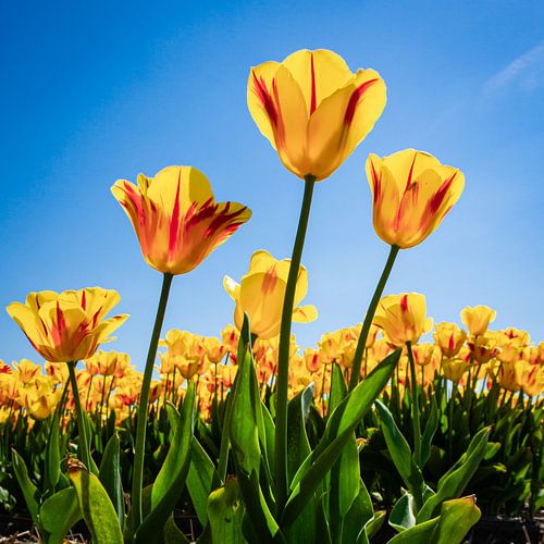 Yellow tulips