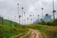 Naturpfad in Kolumbiens Hochland