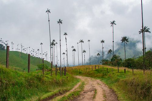 Natuurpad in de hooglanden van Colombia
