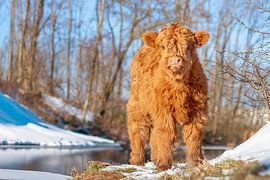 Fluffy kalfje in de sneeuw van Esther Rollema Fotografie