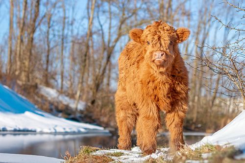 Flauschiges Kalb im Schnee