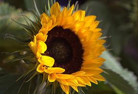 Sunflower by Carla van Zomeren