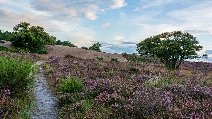 South Heath by Peter Veerman