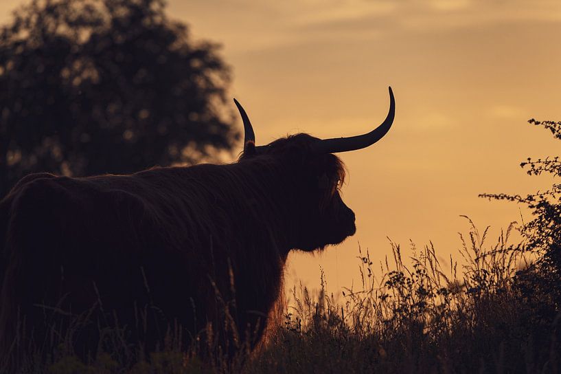 Schottischer Highlander von Jochem van der Blom
