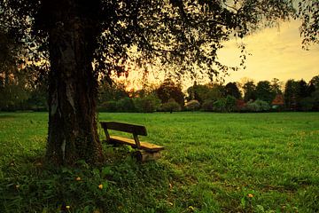 Romantische Bank unter einem Baum im Sonnenuntergang von Frank Herrmann