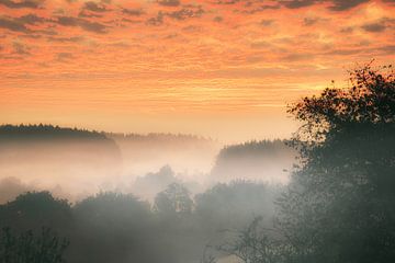 Bomen in het bos in de mist bij zonsopgang van Martin Köbsch