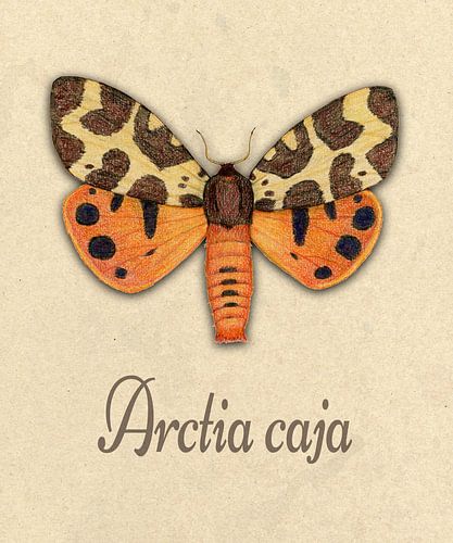 Grote beer vlinder illustratie