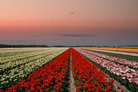 Champ de tulipes au coucher du soleil
