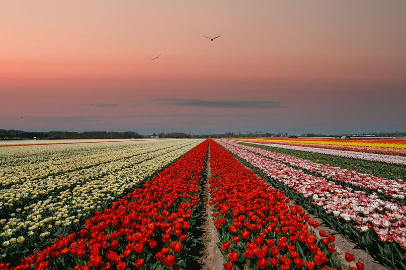 Champ de tulipes au coucher du soleil par Yorick Leusink