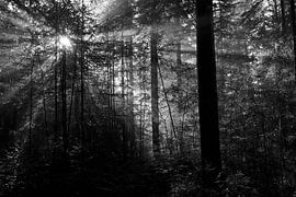 Sun harp in the forest