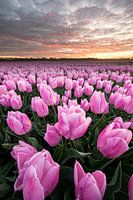 Tulpen