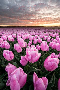 Tulpen von Marco Lok