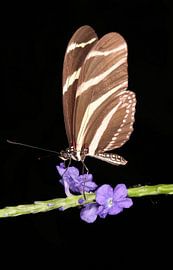 Butterfly on blossom by Ger Termoshuizen