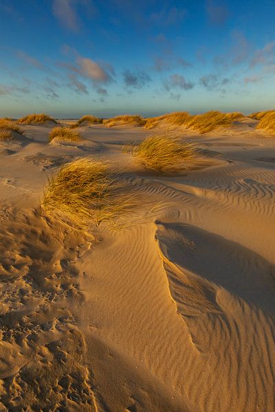 The dunes by Andy Luberti