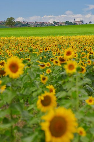 Field of sunflowers in the Auvergne region of France