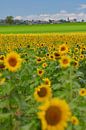 Veld vol zonnebloemen in de Auvergne in Frankrijk van Kneeke .com thumbnail