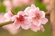 Roze bloesem van de nectarine van Marijke van Eijkeren thumbnail