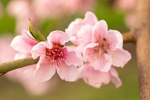 Roze bloesem van de nectarine