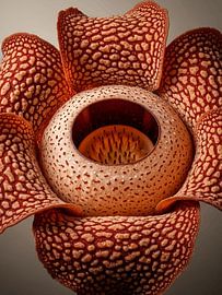 Rafflesia Arnoldii Exotic Tropical Botanical Flower Art