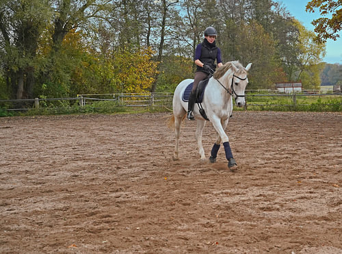 Training van een wit paard en een ruiter in een rijbak