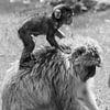 Horse riding mama monkey. by Mignon Goossens