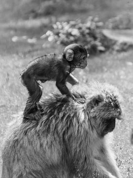 Une maman singe à cheval.