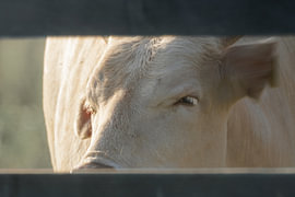 Verborgene Ruhe von Niwo Photography