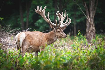 Grand cerf mâle sur le Veluwe sur Simone Janssen