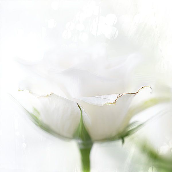 Rose von Ingrid Van Damme fotografie