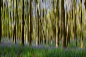 Flou Forêt de jacinthes
