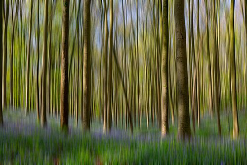 Unscharfer Waldhyazinthenwald